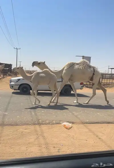 عشراء وضحى index