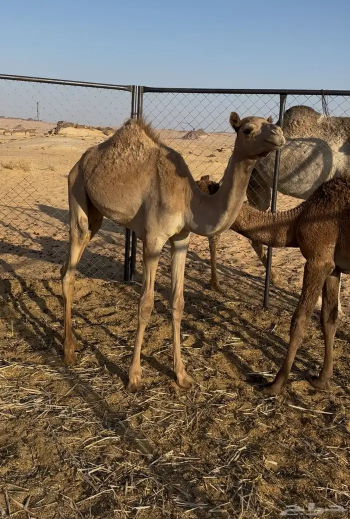 للبيع القعود 0