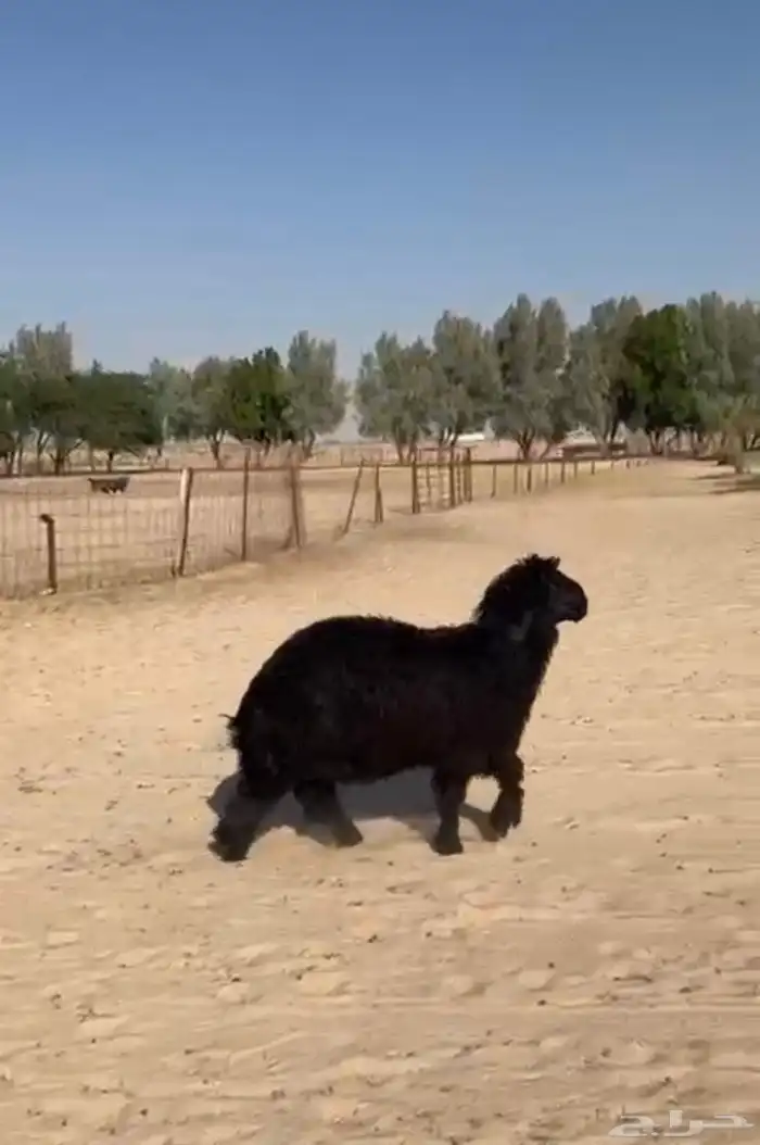 خروف عربي مشروع فحل 3