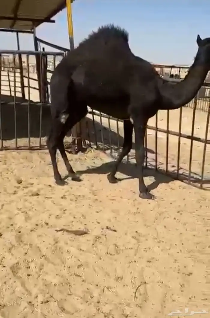 قعدان وبكار للبيع كفو فل مغلقه التواصل اتصال 2