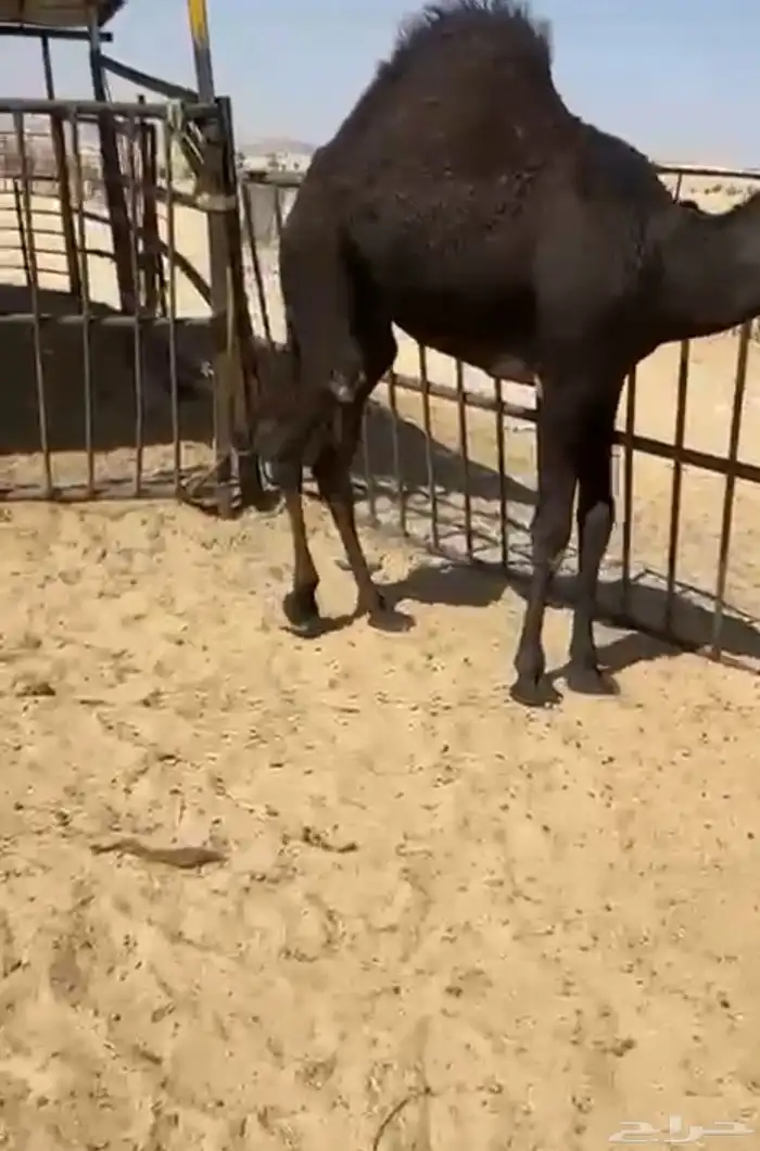 قعدان وبكار للبيع كفو فل مغلقه التواصل اتصال 0