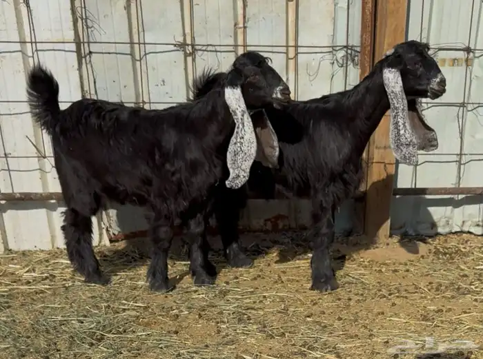 للبيع جفرتين عوارض خصصصم 0