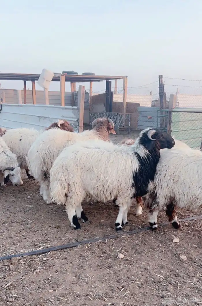 هرافى خرفان فل شحم 12