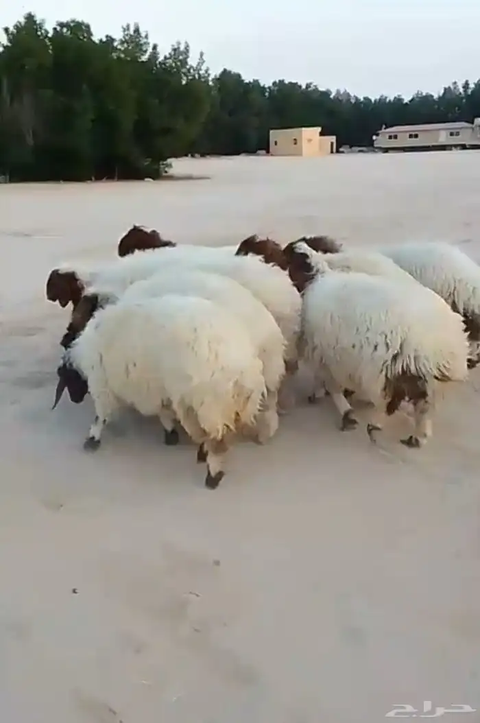 للبيع رخال. طيبها 3