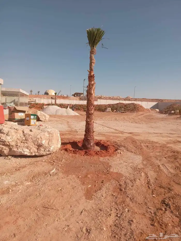 نخل زينه نخيل نخل عربي خلاص برحي سكري شيشي هلالي نبوت سف 5