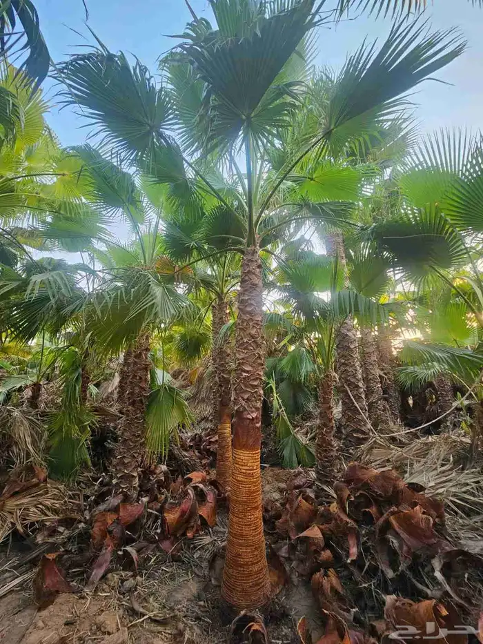 نخل واشنطني 3