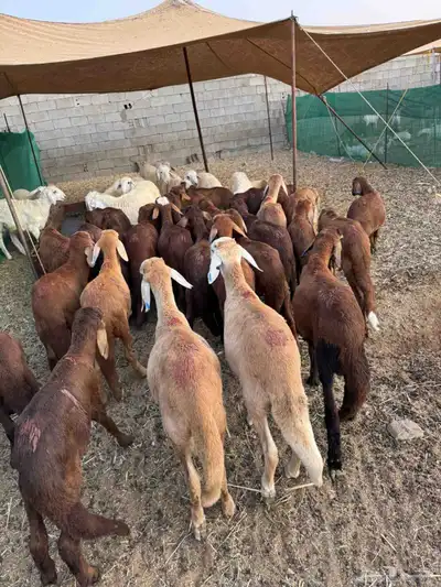 سواكن حمري 26 index