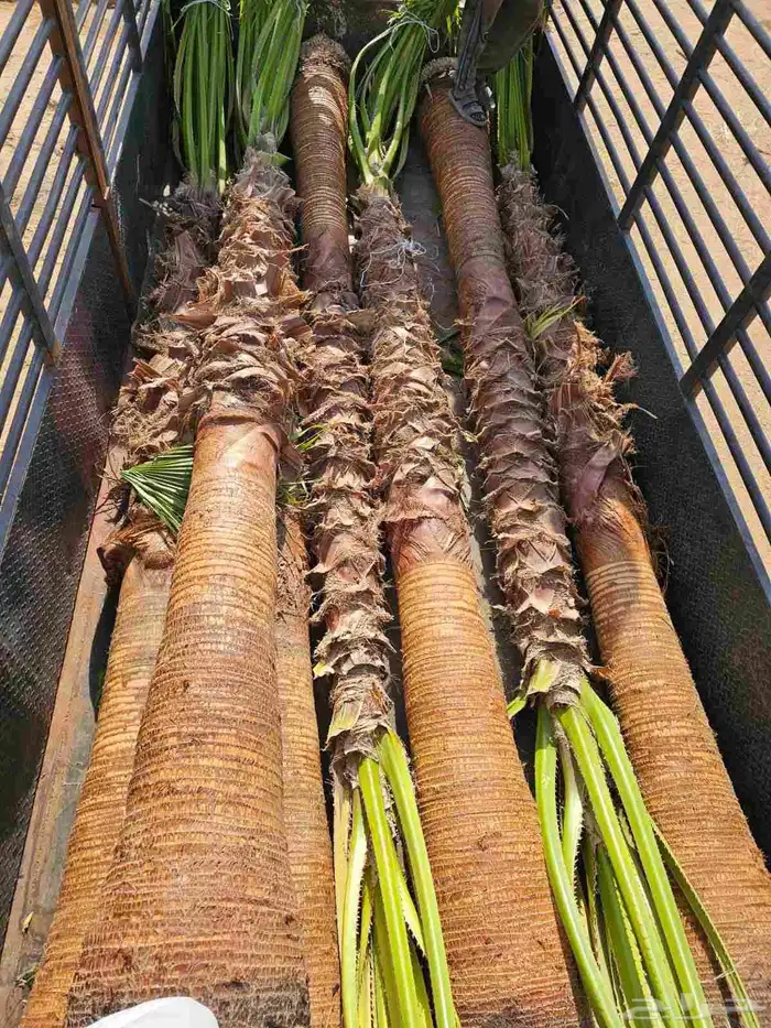 نخل واشنطني اقل سعر 0