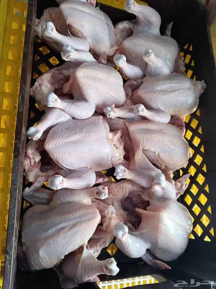 للبيع دجاج حي و مذبوح طازج 3