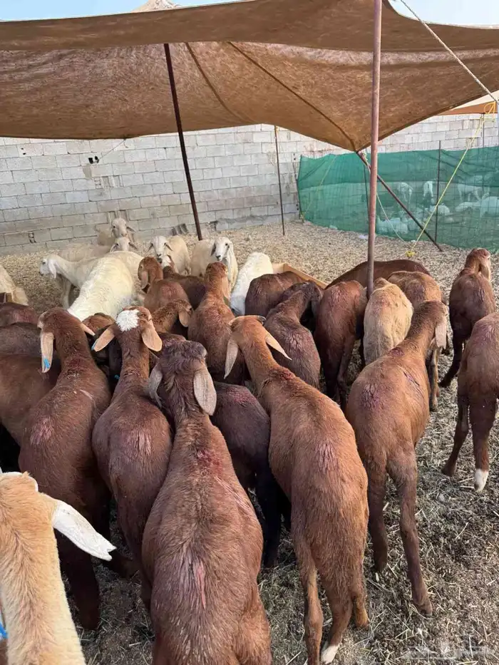 سواكن حمري 26 1