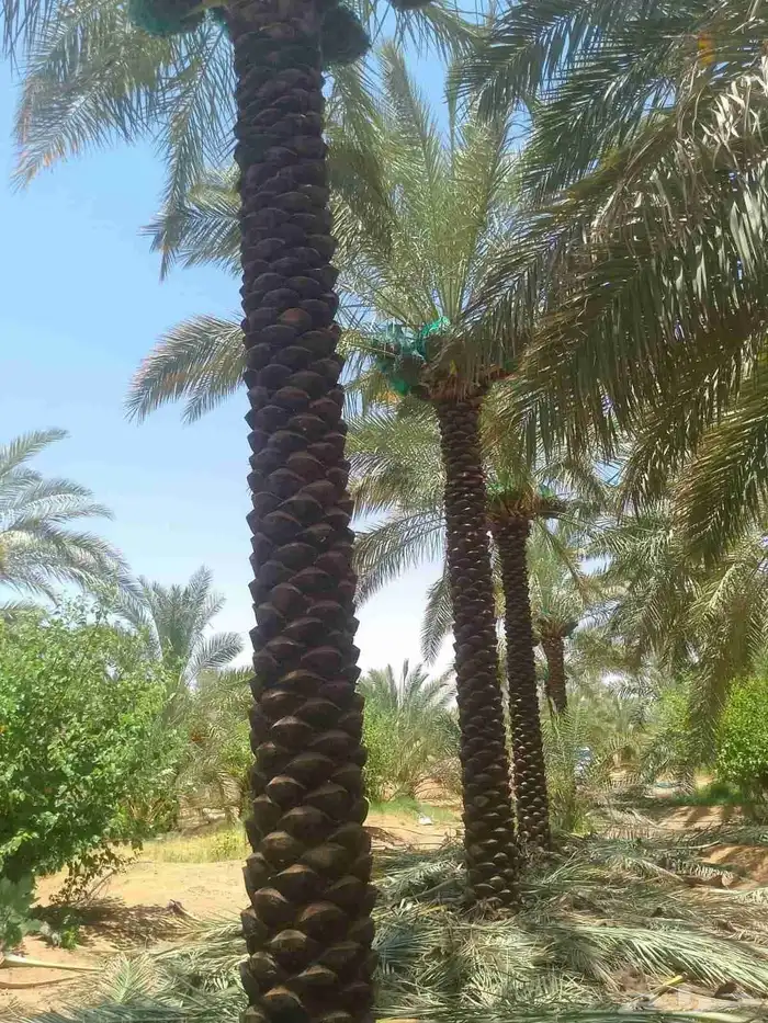 نخل ملوكي ملكي درجه اولى في جده واخارج جده جمبع المقاسات متو 3