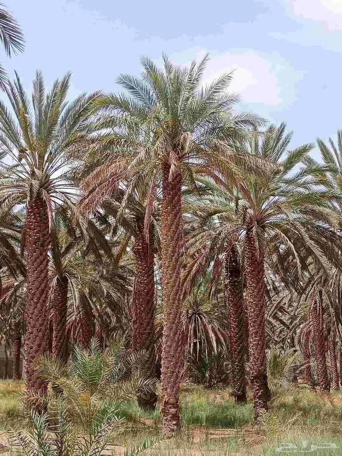 نخل واشنطنيا 7