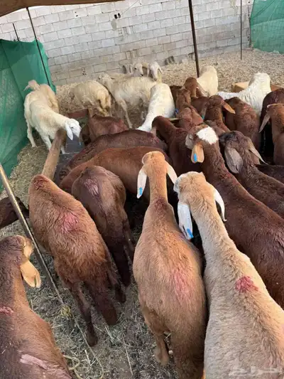 سواكن حمري 26 index