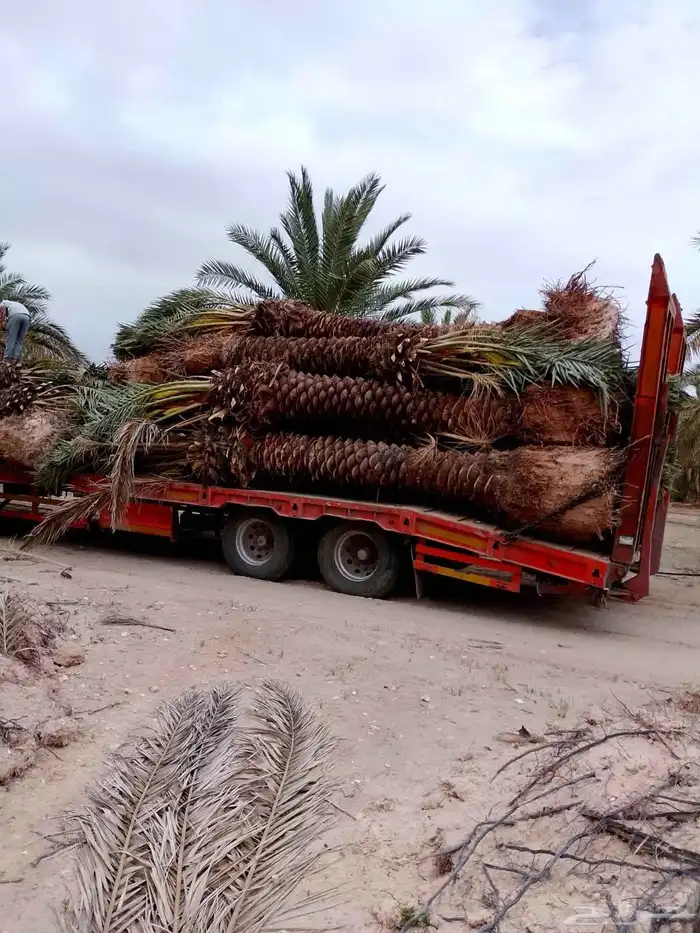 جميع انواع النخيل العربي ولواشنطني وفسايل خلاص 12