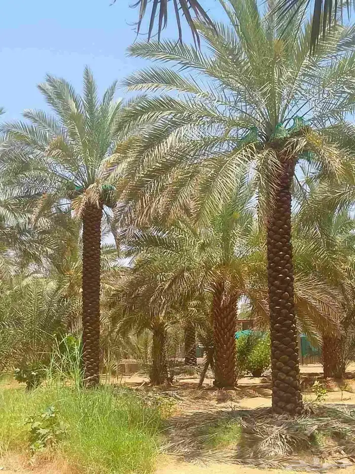 نخل ملوكي ملكي درجه اولى في جده واخارج جده جمبع المقاسات متو 1