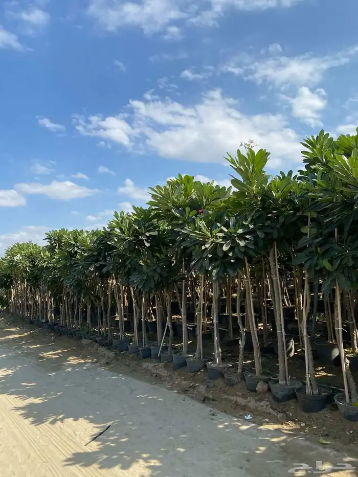 تنسيق حدائق 9