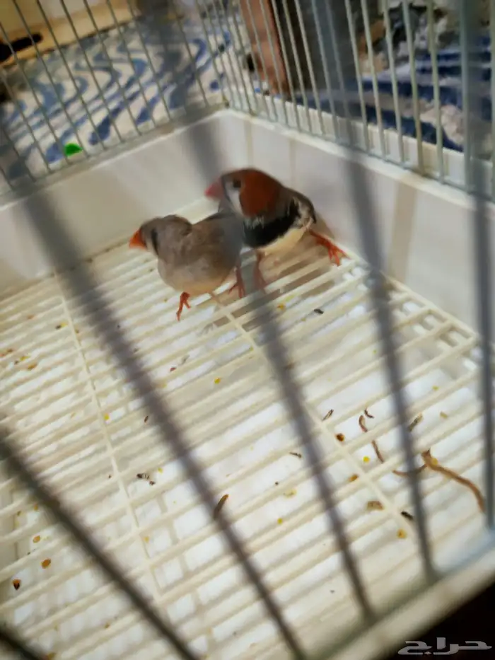 جوز جاوا وا جوز زيبرا هولندي 1