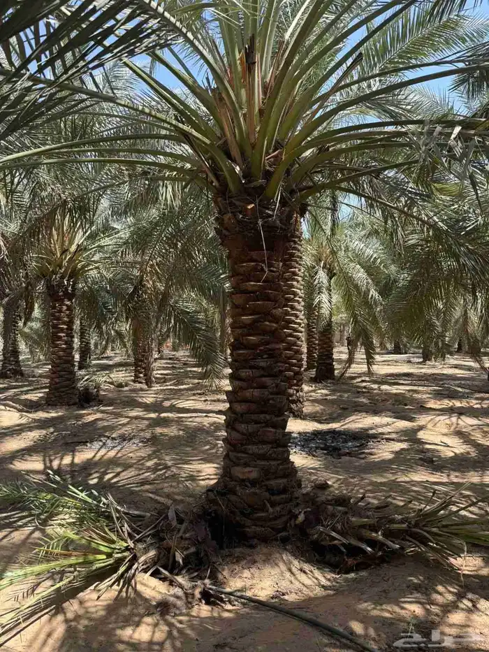 فروخ مجدول صقعي خضري خلاص للبيع 0