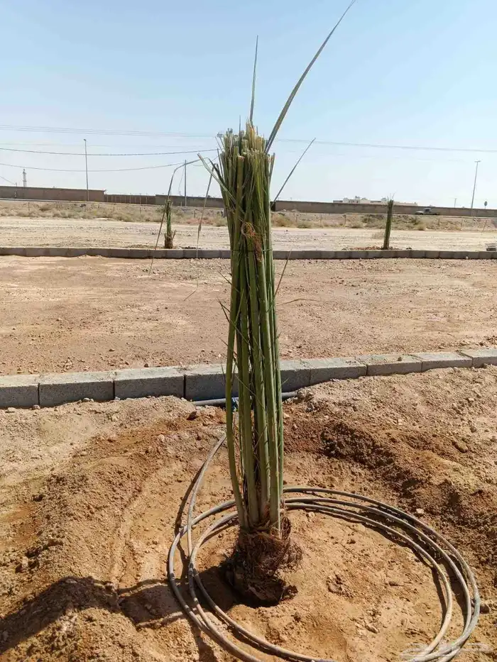 مشاءالله تبارك الله نخل وصل اليوم 6