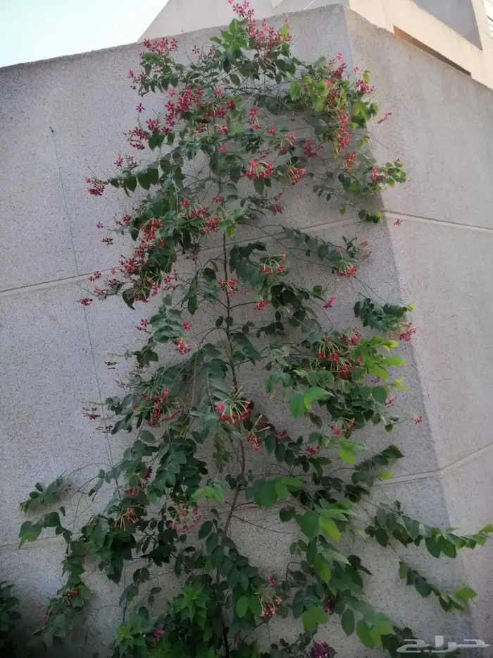 تنسيق حدائق 4