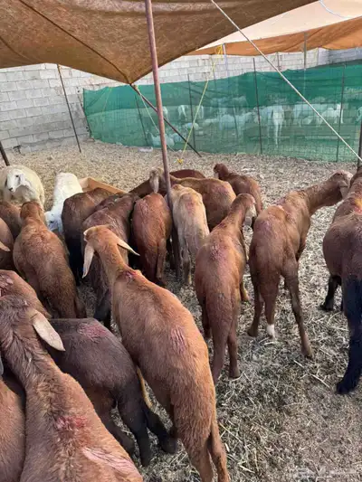 سواكن حمري 26 index