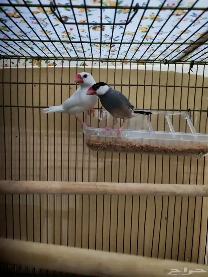 جوز جاوا وا جوز زيبرا هولندي 5