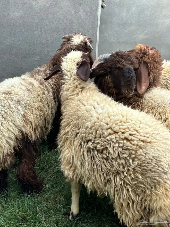 ذبايح نعيم عرب شحم ولحم 4