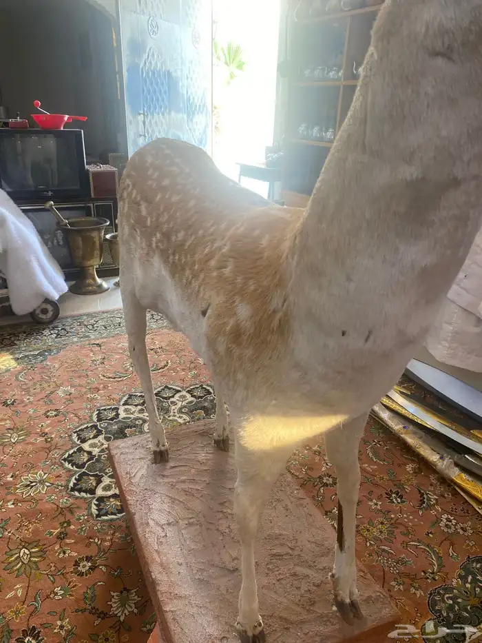 غزال تراثي محنط 4