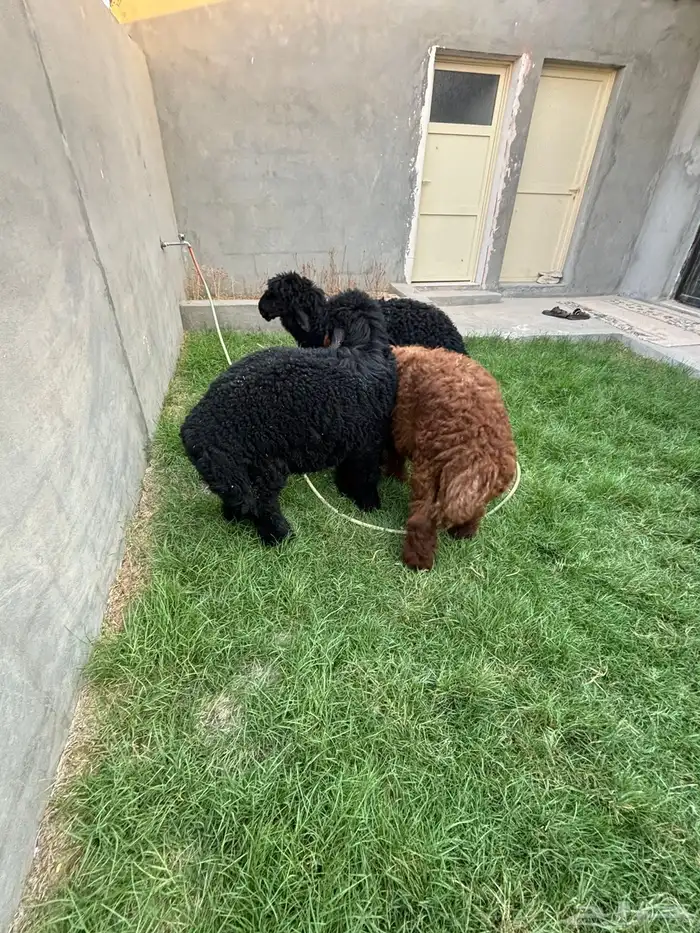 ذبايح نعيم عرب شحم ولحم 8