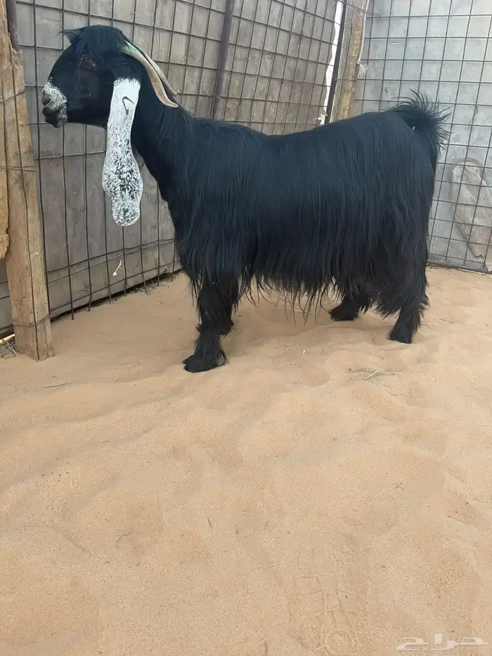 للبيع معزا عوارض صنف الصنف 1