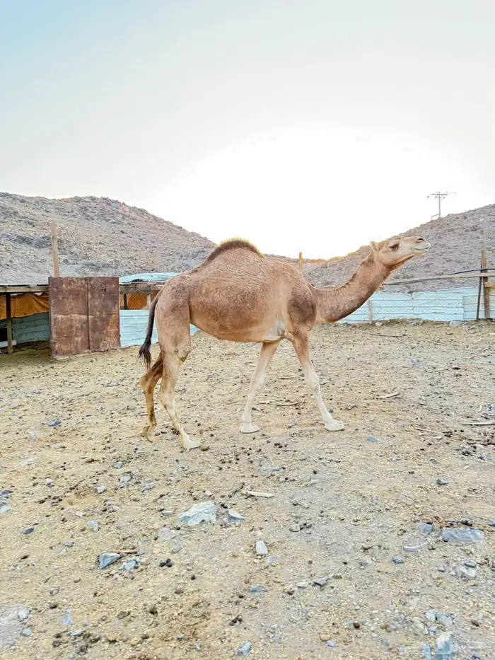 بكرتين للبيع 3