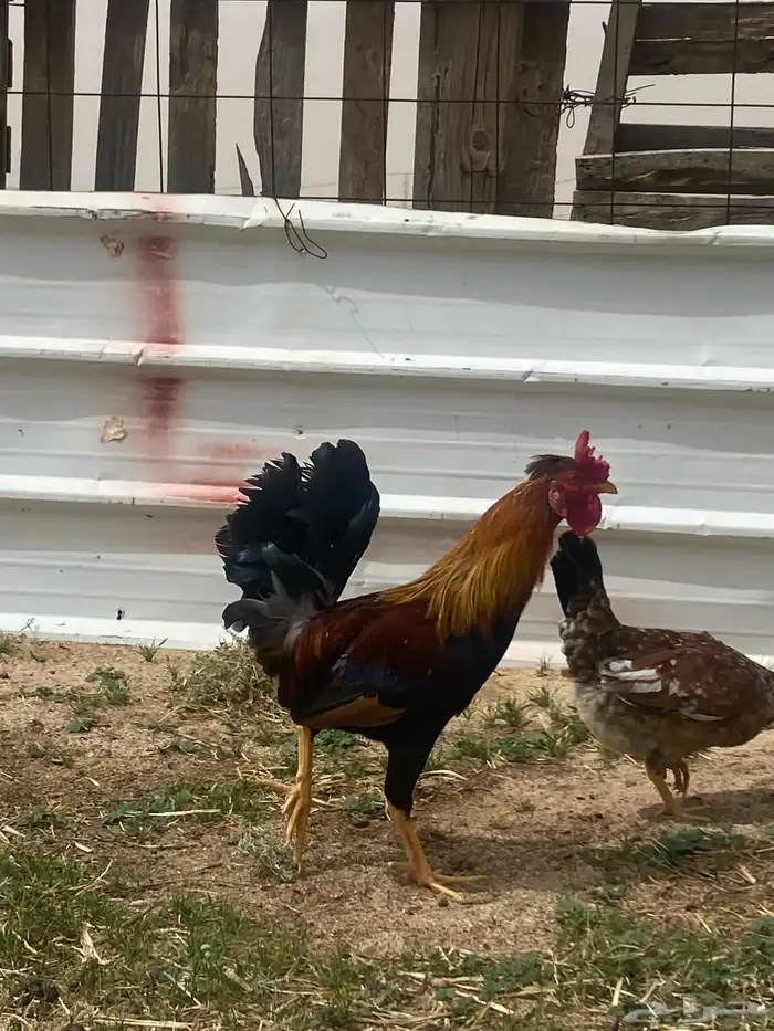 دجاج عربي للبيع 13