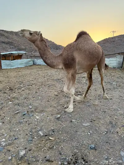 بكرتين للبيع index