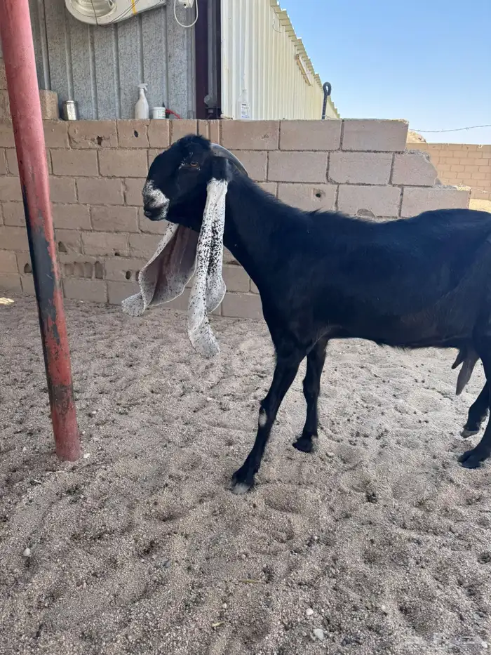 للبيع معزاء 6