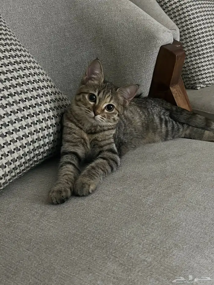 قطط للتبني الشرقيه 2