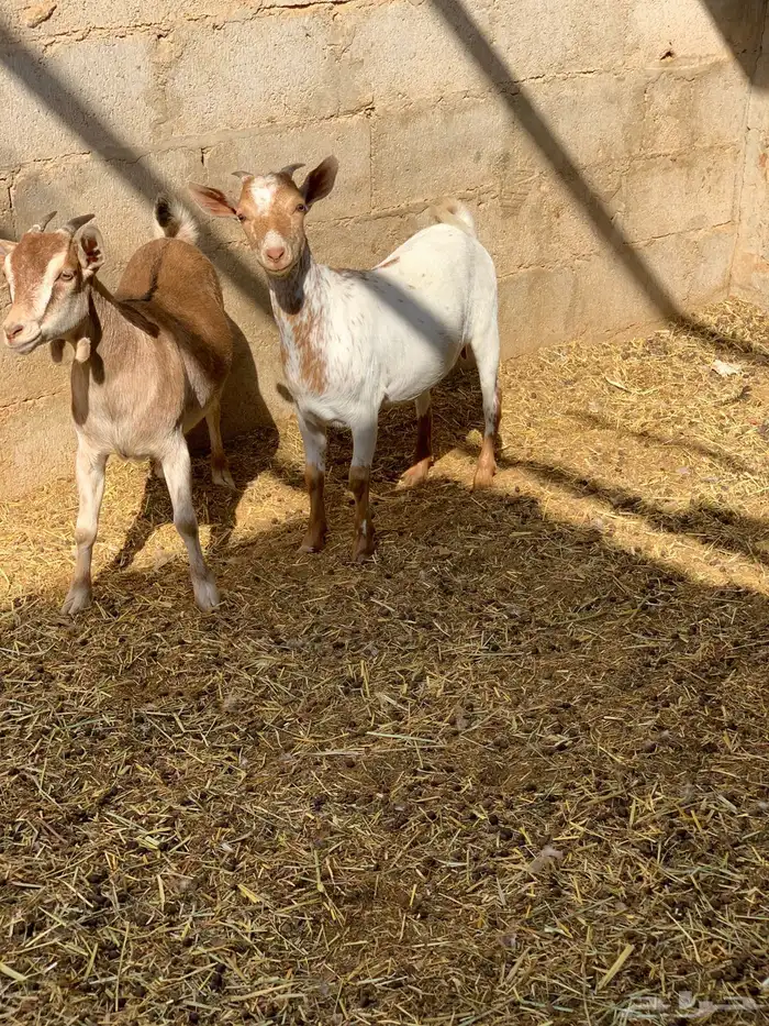 معزا قزميات دفيع الخرج 2