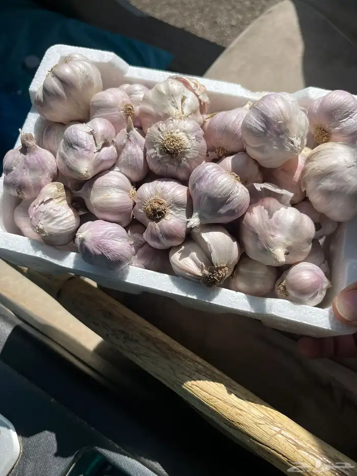 ثوم بلدي حجم صغير ووسط 0