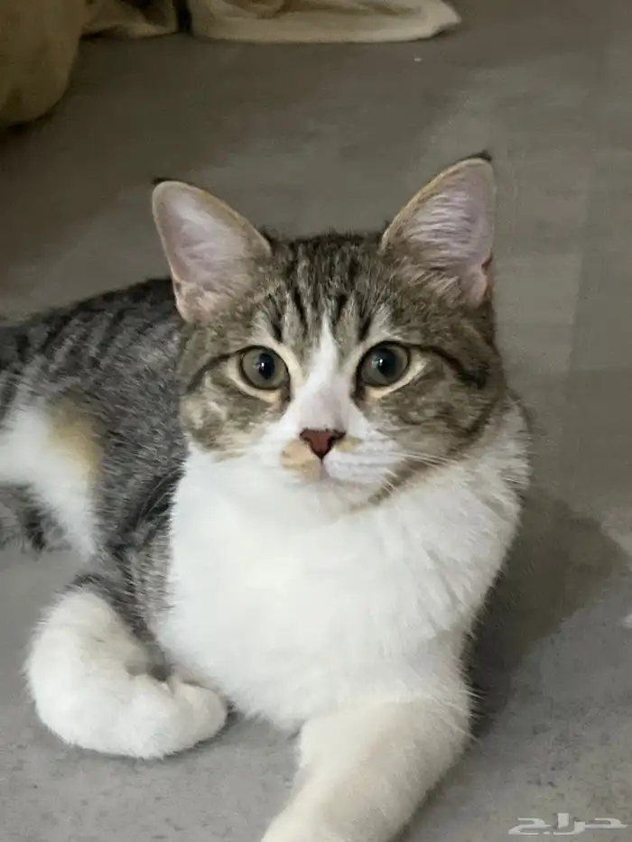 قطط للتبني الشرقيه 0