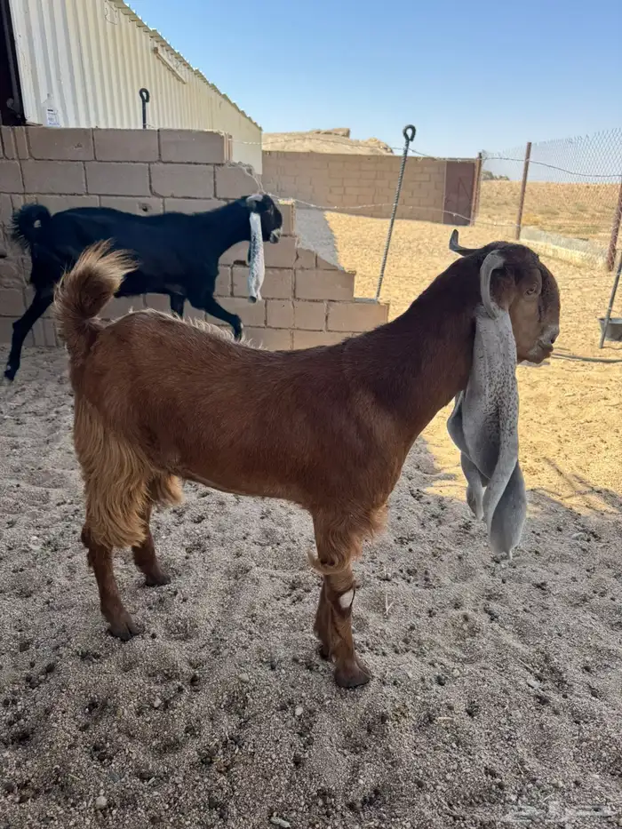 للبيع معزاء 2