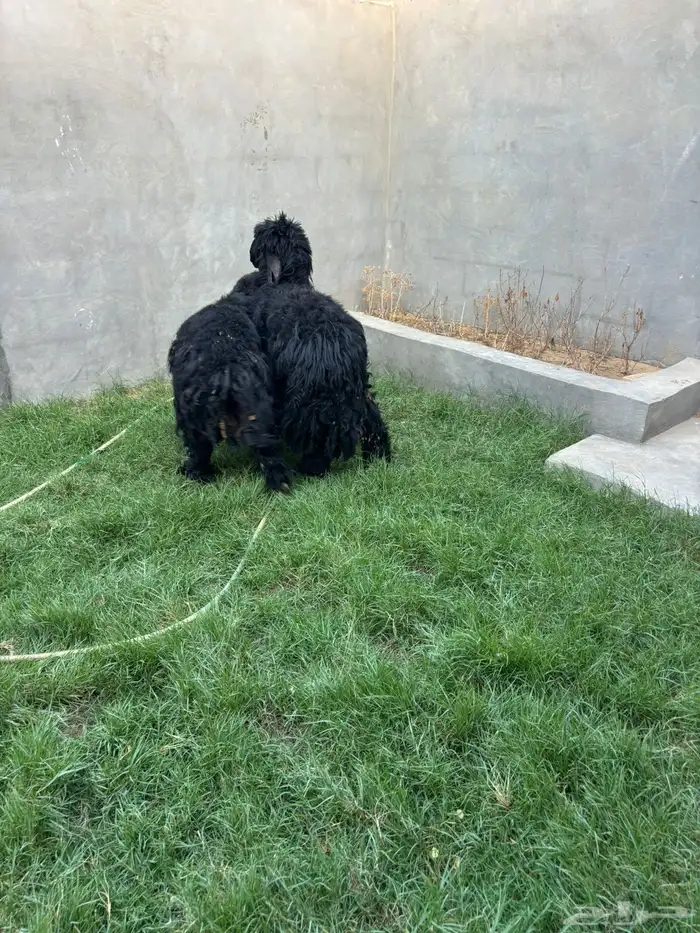 ذبايح نعيم عرب شحم ولحم 3