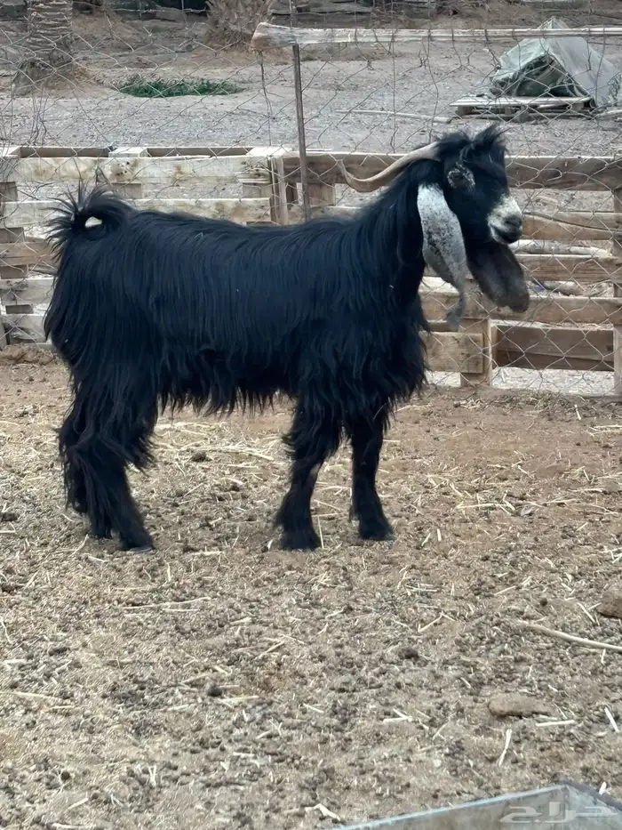 تيس فحل عارضي 1