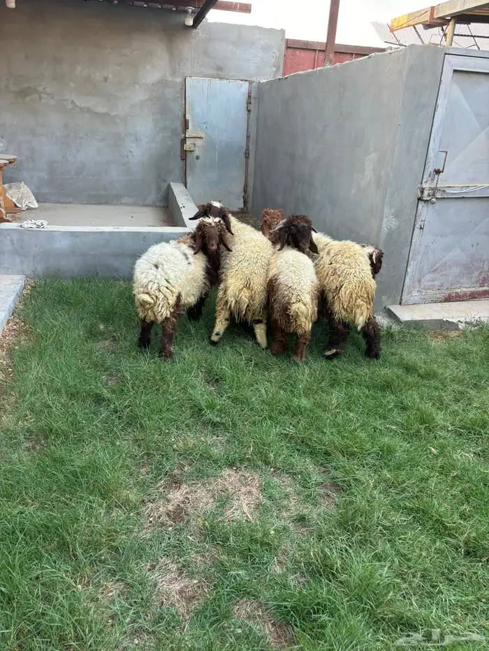 ذبايح نعيم عرب شحم ولحم 6