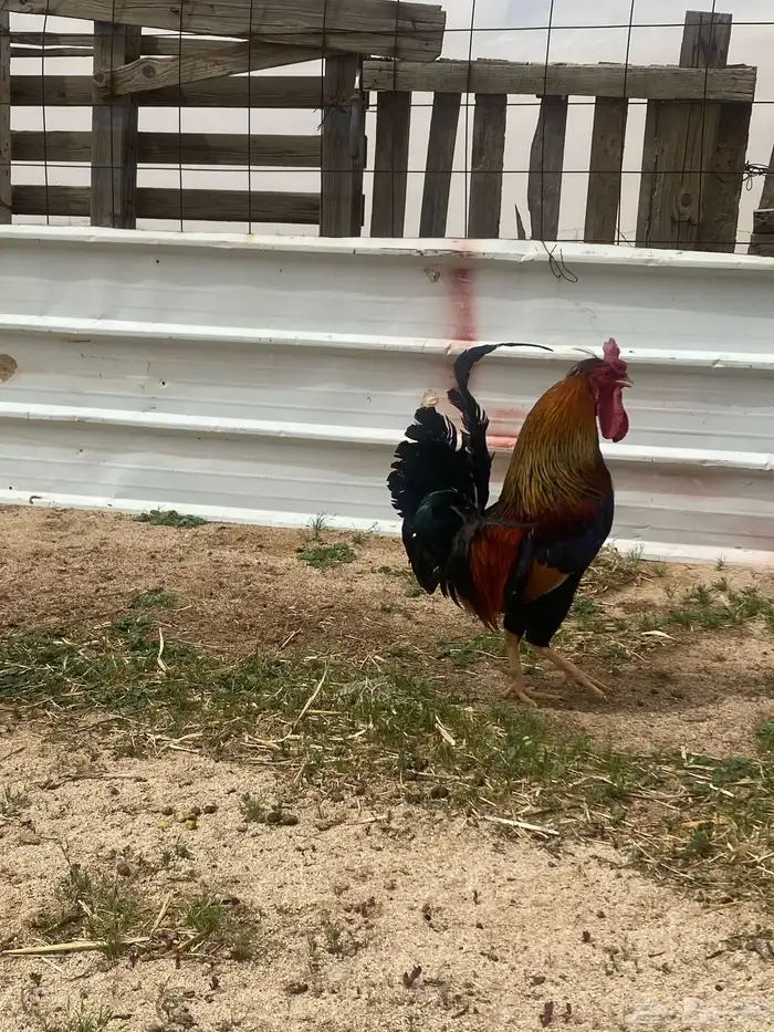 دجاج عربي للبيع 11