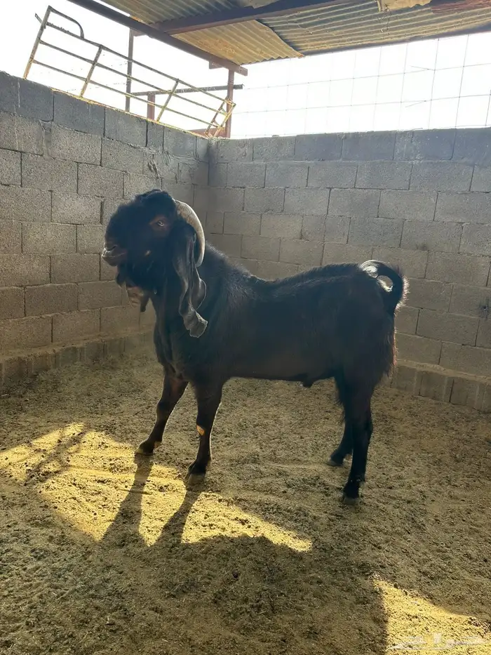 فحل قبرصي صنف للبيع 5