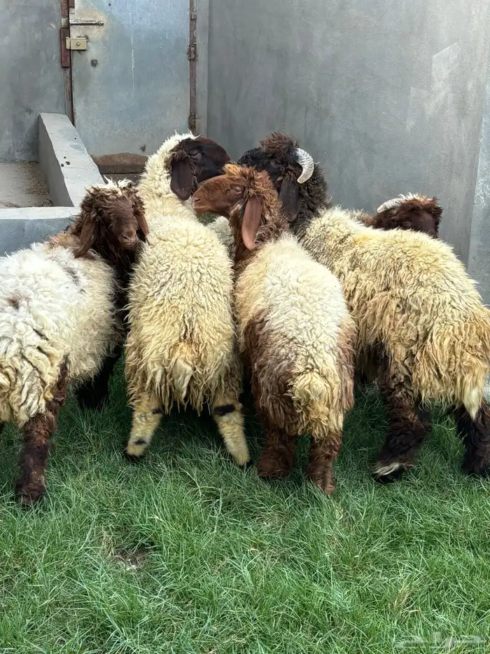 ذبايح نعيم عرب شحم ولحم 7