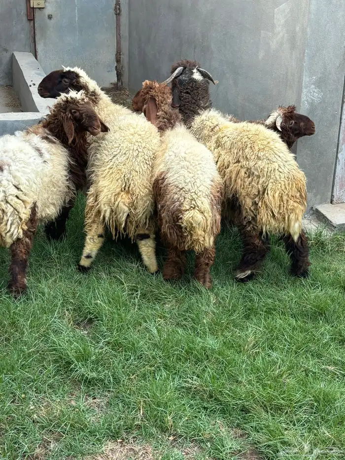 ذبايح نعيم عرب شحم ولحم 5