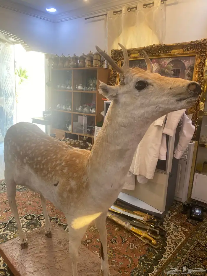 غزال تراثي محنط 1