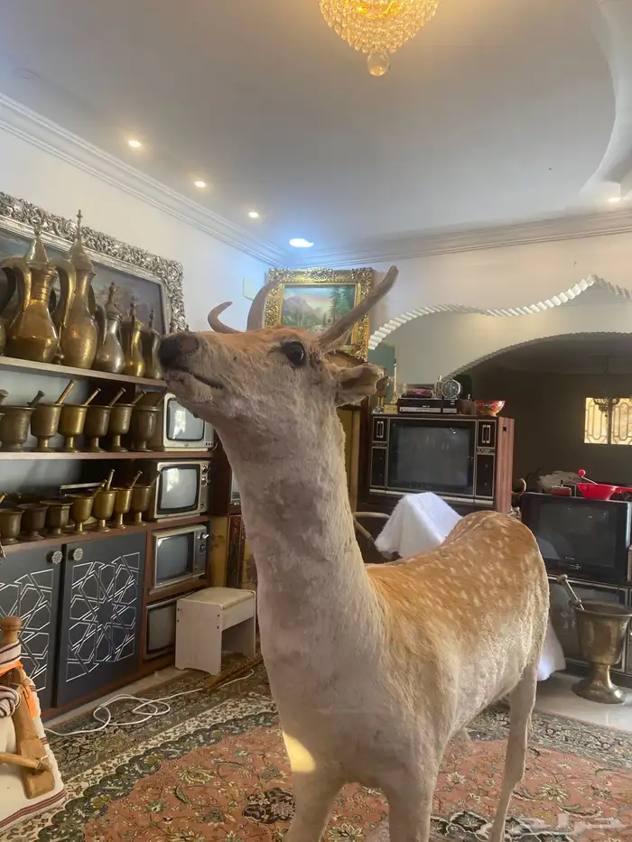 غزال تراثي محنط 0