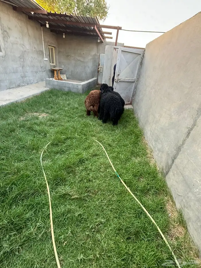 ذبايح نعيم عرب شحم ولحم 9