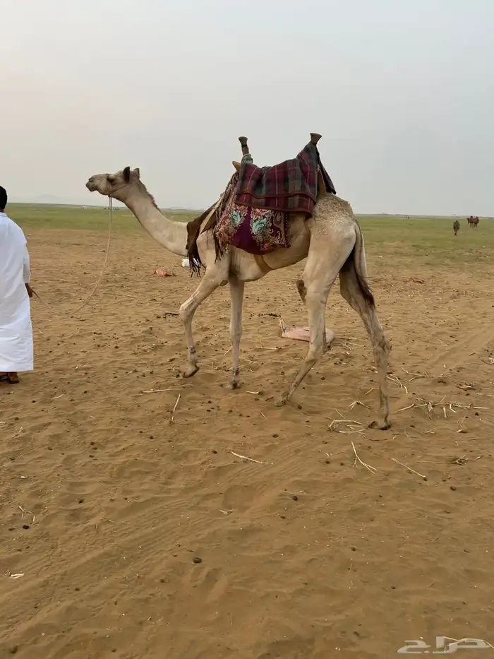 قعود سوداني حق طايع ماشاءالله تبارك الله 1